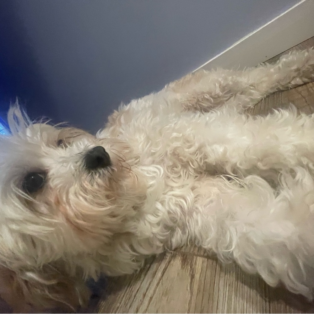 Meet your Posher, Ariella